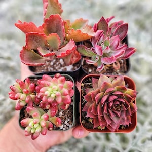 Set of 4 Red Succulents