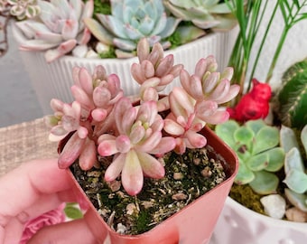 Sedum Rubrotinctum Aurora, Pink Jelly Beans 2 inches pot