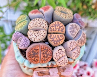 Assorted Lithops, Your choice of 1/3/5 colorful Lithops