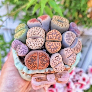 Assorted Lithops, Your choice of 1/3/5 colorful Lithops