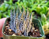 Haworthia "Zebra" Plant, Indoor Plants, Small House Plants in 2 inches pot