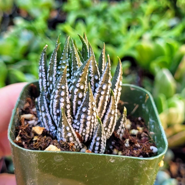 Haworthia "Zebra" Plant, Indoor Plants, Small House Plants in 2 inches pot