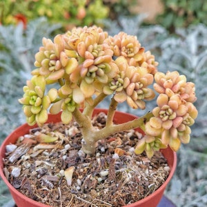 4&quot; Aeonium Lindleyi Suncup Irish Bouquet