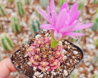 Gymnocalycium Rotundulum Cactus, Pink Cactus 2" 4" pot