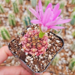 Gymnocalycium Rotundulum Cactus, Pink Cactus 2&quot; 4&quot; pot