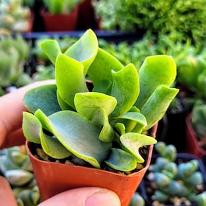 May include: A small succulent plant with green, curled leaves in a terracotta pot. The plant is being held in a hand.