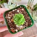 see more listings in the 2" Pot Succulent section