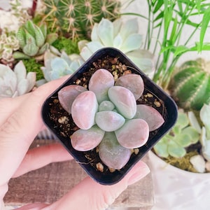 Graptoveria Opalina succulent plant in 2,4 inches pot
