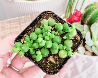 String of Pearl Succulent, Senecio Rowleyanus, String of Pearls 2 inches pot