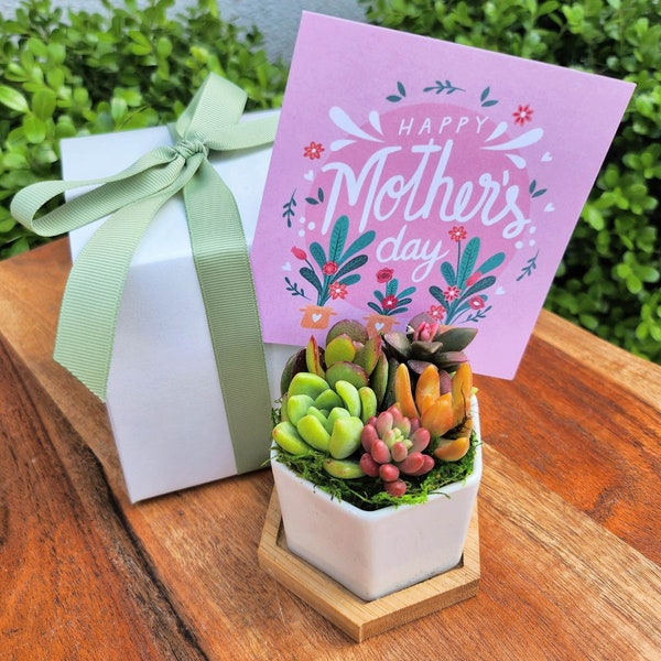 Mother's Day Succulent Arrangement Gift Box, mothers day succulent pot, Succulent Arrangement In Ceramic pot