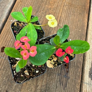 Set of 3 Euphorbia Milii With Red Bloom - Yellow Bloom - Pink Bloom | The Crown Of Thorns | Christ plant | Christ thorn