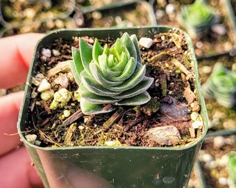 Rare Crassula Buddha's Temple in 2 inches pot