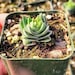 see more listings in the 2" Pot Succulent section