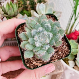 Rare Echeveria Setosa, Mexican Firecracker, 2" 4" pot