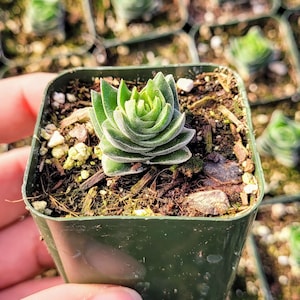 Rare Crassula Buddha's Temple in 2 inches pot