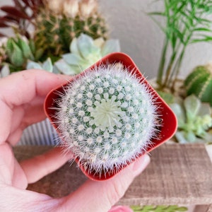 Notocactus &#39;apricus&#39; cactus in 2 inches pot