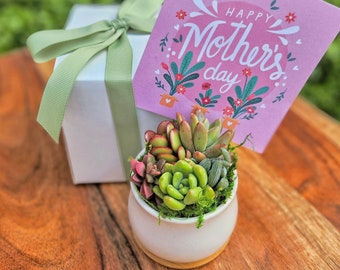 Mother's Day Succulent Arrangement - Mother's Day Plant Gift Box