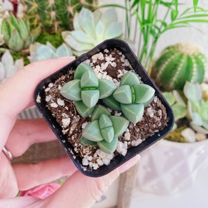 May include: A small, square black pot holds a cluster of green succulents with unique, geometric leaf shapes. The plant sits in soil with white pebbles, and is surrounded by other potted plants, including cacti and ferns.