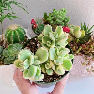 Rare Variegated Bear Paw, Bear Claw Succulent, Cotyledon Tomentosa, Cotyledon ladismithiensis in 4" pot