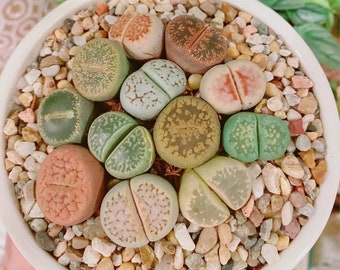 Lithops assortis dans un pot de 2 pouces