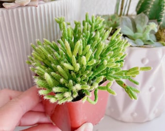 Grafted Free Shipping Unique Plant Gifts Houseplants RARE Coral Cactus