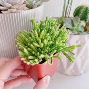 Rhipsalis Cereusculam, Coral Cactus, Succulent Plant in 2 inches pot