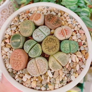 Assorted Lithops in 2 inches pot