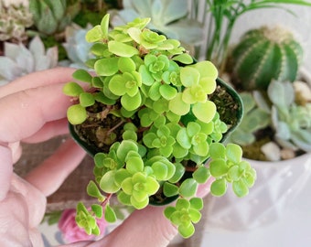 Sedum Makinoi, Ogon Sedum, Stonecrop 2 inches pot