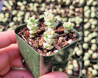 Crassula Commutata, Lovely stacking Crassula in 2 inches pot