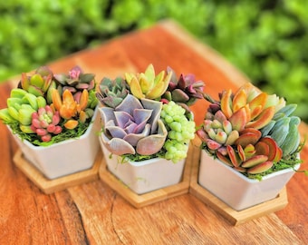 Mini Succulent Garden, succulent arrangement pot