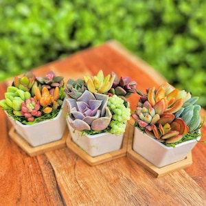 Mini Succulent Garden, succulent arrangement pot