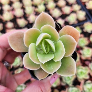 May include: A close-up of a small succulent plant with green and pink leaves. The plant is in a small black pot and is surrounded by other succulents.