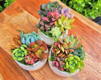 Succulent Arrangement In A Ceramic Pot