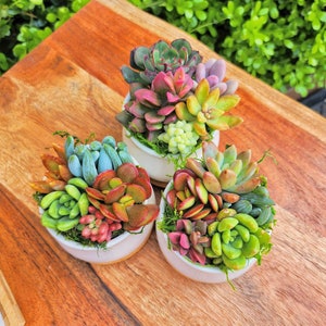Succulent Arrangement In A Ceramic Pot