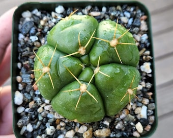 Gymnocalycium horstii | Rare Cactus 4" pot