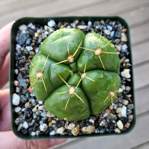 May include: A small green cactus with multiple round segments and sharp spines in a black plastic pot with small grey rocks.