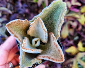 2” Kalanchoe Beharensis Fang