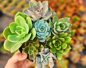 Assorted Colorful Succulent in 6" pot