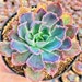 see more listings in the 2" Pot Succulent section