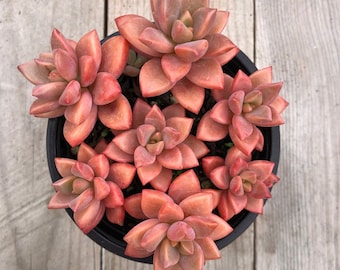 Hybrid Graptosedum Alpenglow Sedum, Vera Higgins, Bronze in 2