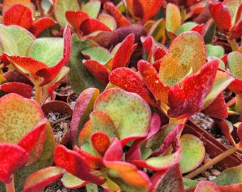 2" Pot of Crassula Streyi Pondo Cliff Pondoland