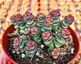 Rara Crassula Rupestris - Collar de bebé - Maceta de 2 " 4"