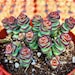see more listings in the 4" Pot Succulent section