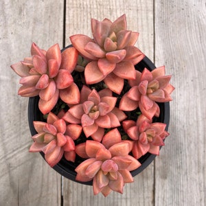 Hybrid Graptosedum Alpenglow sedum, Vera Higgins, Bronze in 2 inches pot