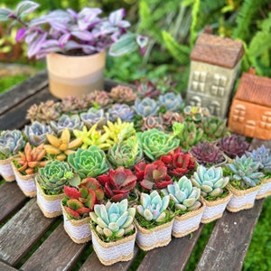 24/50 Packs Succulent Favor--Wedding Party Favor/Baby Shower Favor/Bridal Shower Favor-- Live Succulent Plant+Burlap Wraps+Tags