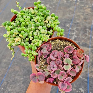 May include: Two potted succulent plants. One plant has small, round, green and white leaves. The other plant has small, heart-shaped, pink and green leaves.