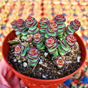 Rare Crassula Rupestris - Baby Necklace - 2 &quot; 4&quot; pot