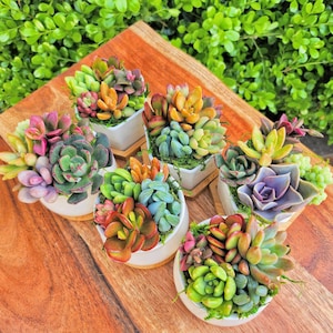 Honey Bubbles - Mini Succulent Garden in Ceramic Pots