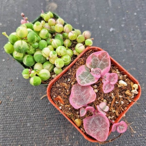 Variegated String of Heart Succulent, VSOH, Variegated String of Pearl Succulent, VSOP, 2" pot