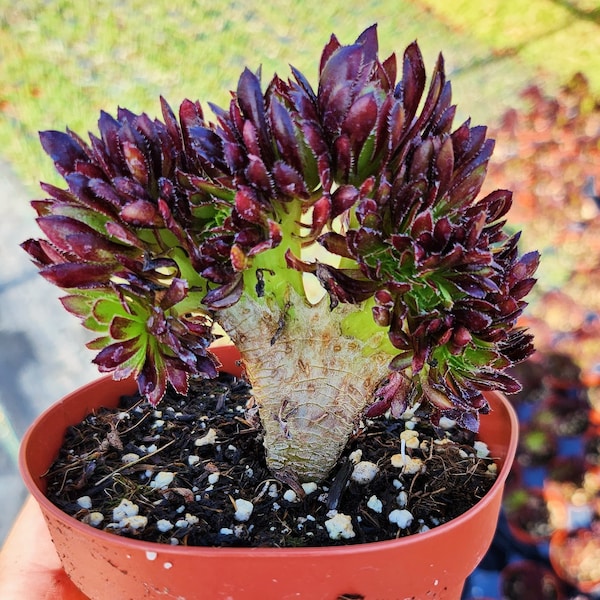 Crested Aeonium Cristata in 4" pot